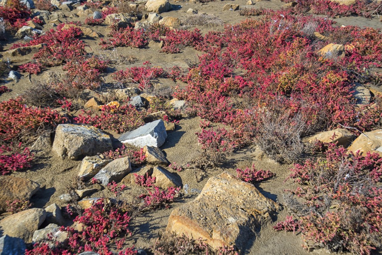 La salicornia e il salicornieto: scrigni di biodiversit allIdroscalo di Ostia